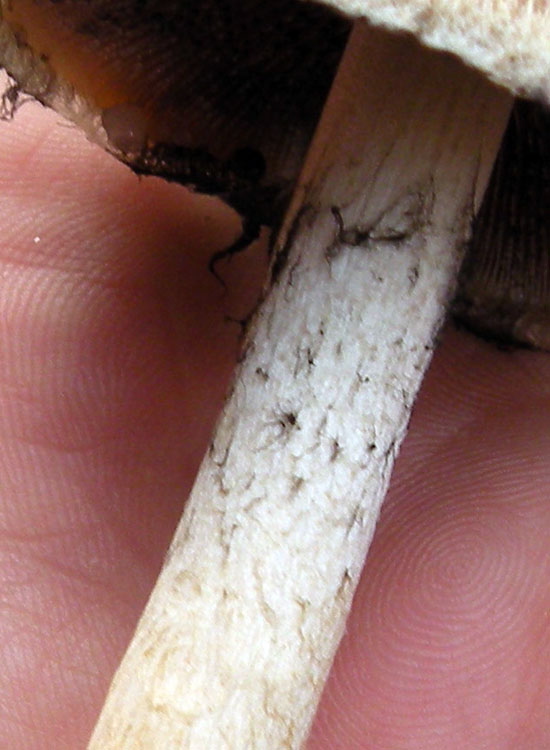 Dopo il Dal gambo quiz di Sirente...